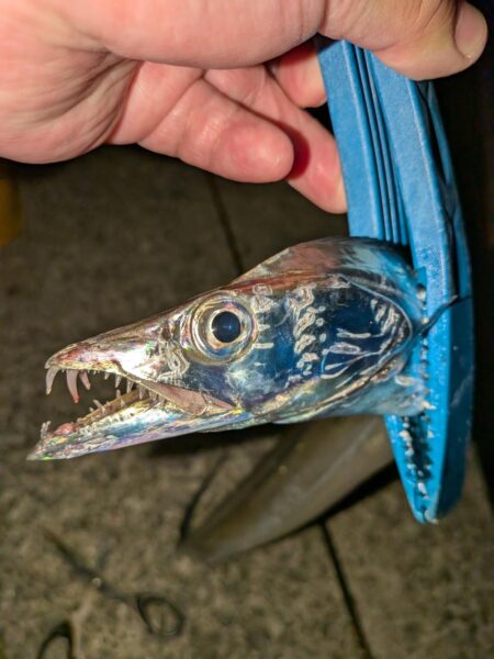 タチウオ・カワハギ狙いリベンジ